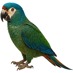 Illiger’s Macaw